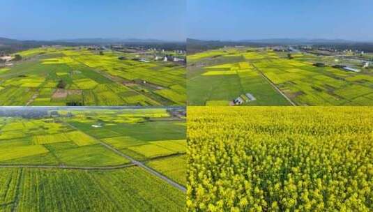 4K航拍油菜花基地高清在线视频素材下载