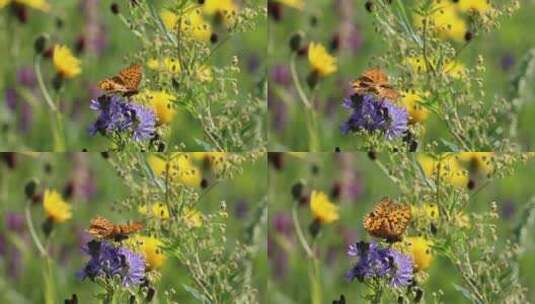野生动物-草原蝴蝶-植物-原素材高清在线视频素材下载