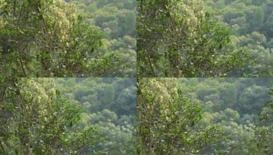 热带雨林森林山林树林高清在线视频素材下载