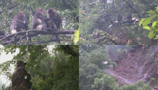 护林员在山上守护滇金丝猴高清在线视频素材下载