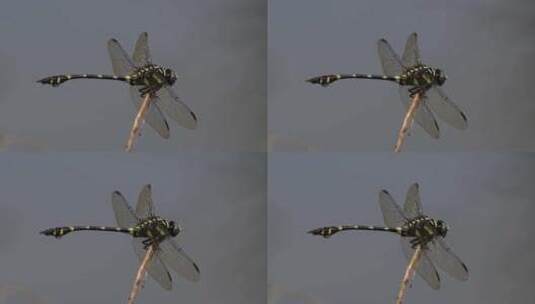 普通翼尾蜻蜓在泰国和亚洲很常见；大小可以高清在线视频素材下载