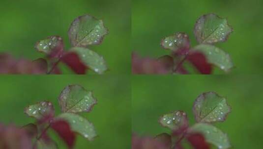 田野绿色植物高清在线视频素材下载