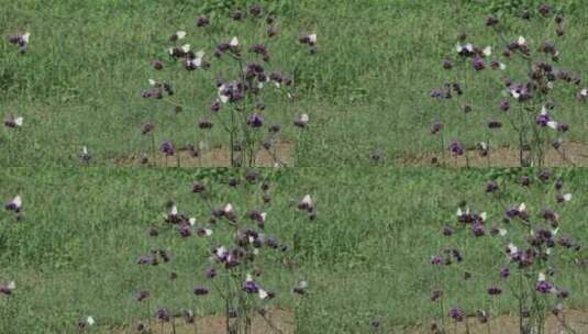 大群白色蝴蝶在野外紫色花丛飞舞高清在线视频素材下载