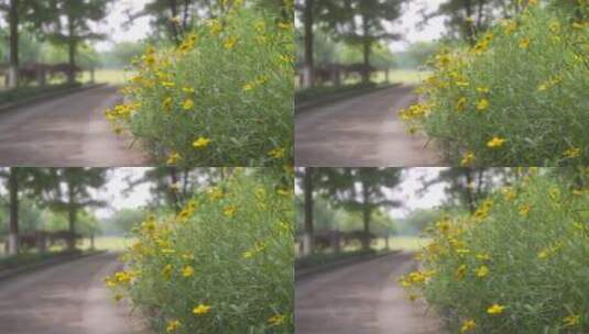 户外野花 山野 野菊花 花海高清在线视频素材下载