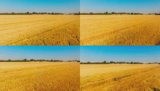 航拍金黄色的小麦麦田麦地高清在线视频素材下载