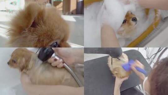 宠物洗澡美容护理 剪发清洁造型高清在线视频素材下载