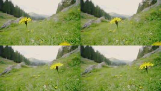 蒲公英花在绿色田野中随着微风移动的右到左高清在线视频素材下载