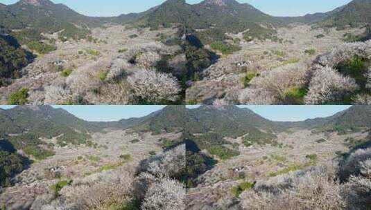 航拍福州永泰青梅花（葛岭万石村）11高清在线视频素材下载