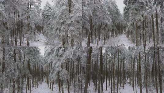 无人机穿梭在雪后的鹿儿坪森林中航拍高清在线视频素材下载