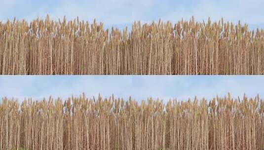 即将成熟的金色麦穗小麦粮食丰收高清在线视频素材下载