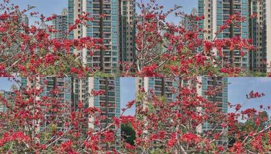 盛开的木棉花特写高清在线视频素材下载