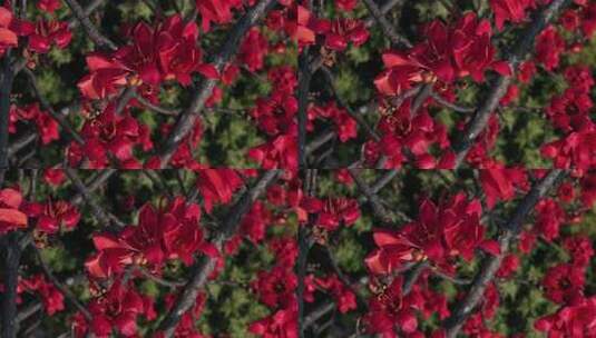 盛开的木棉花特写高清在线视频素材下载