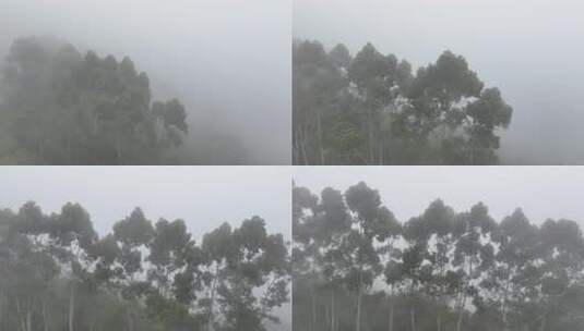 树林云雾弥漫景象高清在线视频素材下载