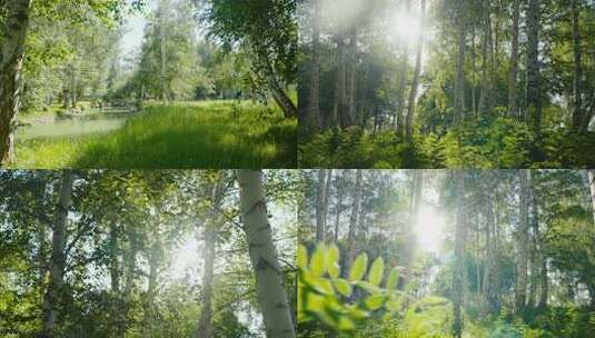 阳光穿透森林的唯美景象_合集高清在线视频素材下载