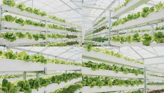 温室大棚内水培蔬菜种植场景高清在线视频素材下载