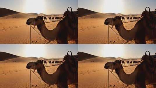 沙漠中行进的骆驼队伍高清在线视频素材下载