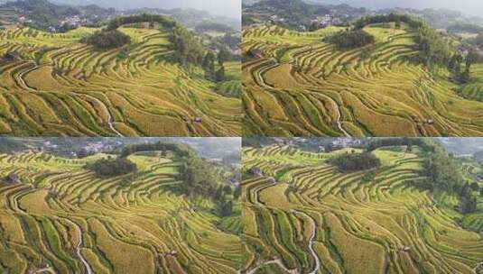 航拍浙江丽水云和梯田 秋天丰收的金色稻田高清在线视频素材下载