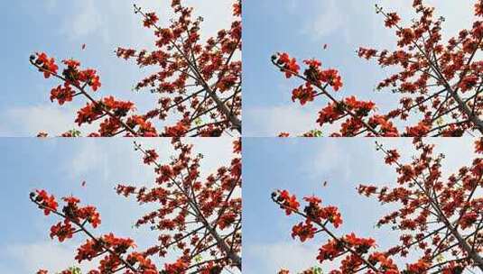 枝头盛开的木棉花高清在线视频素材下载