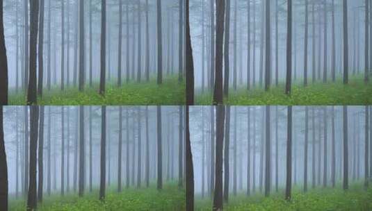 夏季迷雾森林实拍高清在线视频素材下载