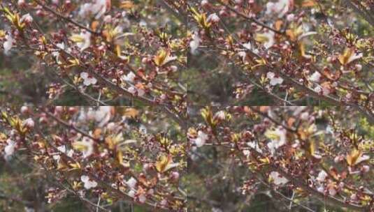 腊梅梅花樱花鲜花高清在线视频素材下载