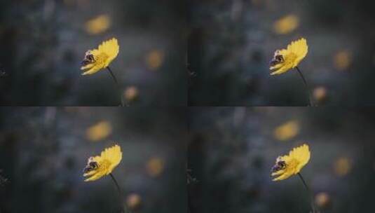 蜜蜂和花朵高清在线视频素材下载