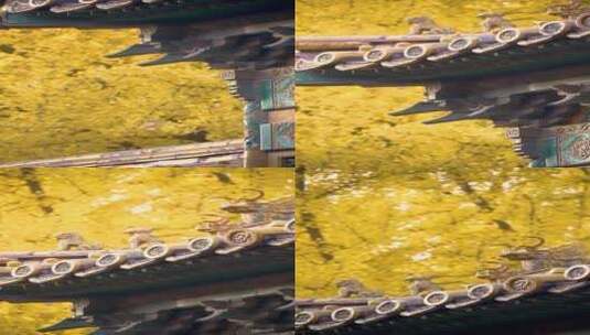 慢镜头摇拍秋季的银杏树下故宫延禧宫门高清在线视频素材下载