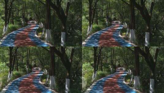 阳光森林4K实拍视频 (72)高清在线视频素材下载