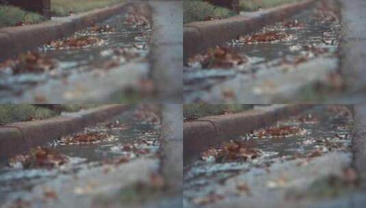 枫叶落在路面的水高清在线视频素材下载