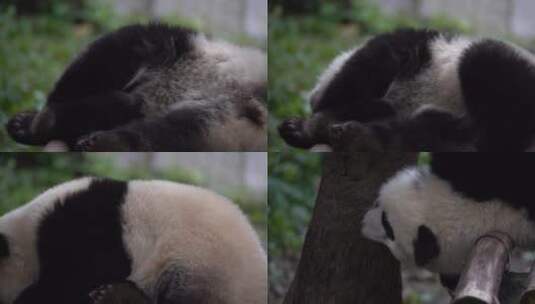 躺着挠痒的熊猫高清在线视频素材下载