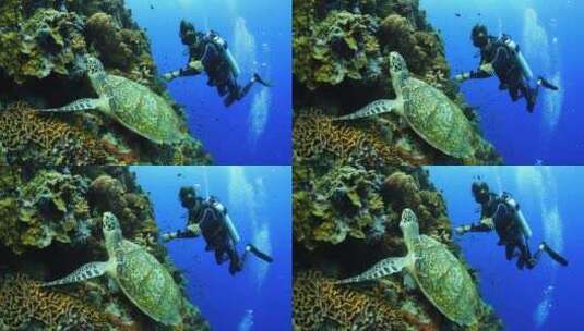 海底世界 珊瑚礁 鱼群高清在线视频素材下载