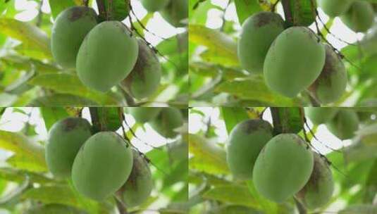 树上未成熟的芒果高清在线视频素材下载