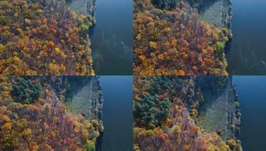 无人机飞越秋天的森林高清在线视频素材下载