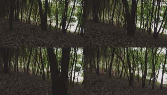 走进荒野树林高清在线视频素材下载