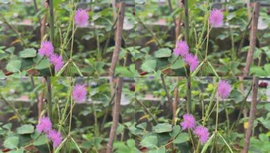 开花的含羞草植物高清在线视频素材下载