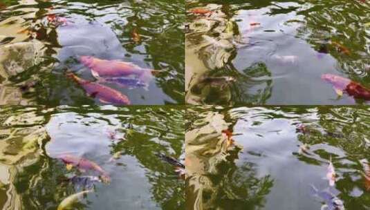 五彩斑斓的锦鲤高清在线视频素材下载