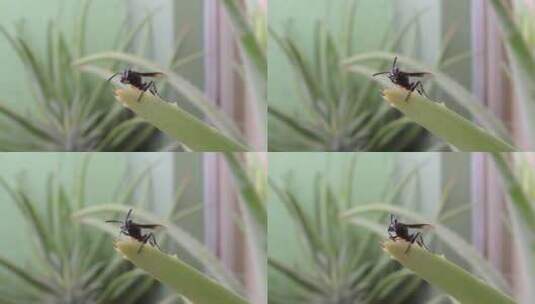 植物枝头的昆虫高清在线视频素材下载