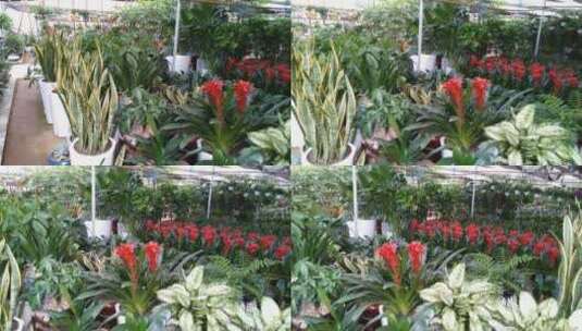 花卉市场植物园高清在线视频素材下载