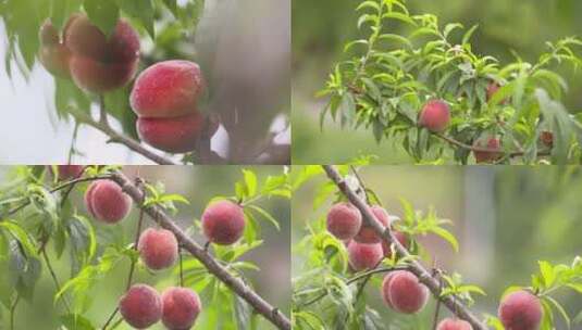 桃子成熟、果园桃子采摘、水果丰收高清在线视频素材下载