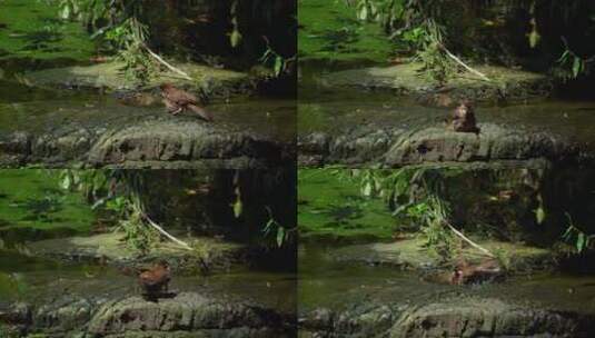 夏天小鸟在溪水中洗澡高清在线视频素材下载