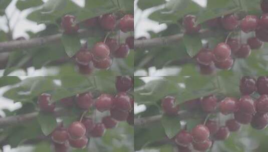 树上成熟的大樱桃LOG高清在线视频素材下载