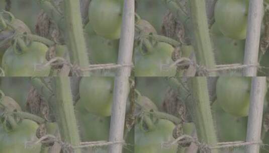 西红柿病虫害LOG高清在线视频素材下载