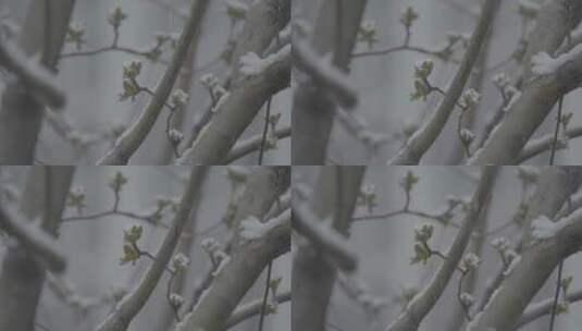 冬天雪景 下雪空镜高清在线视频素材下载