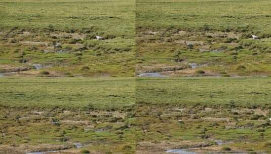 黑颈鹤 湿地 西藏色林错保护区高清在线视频素材下载