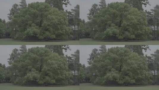 共青森林公园大樟树高清在线视频素材下载