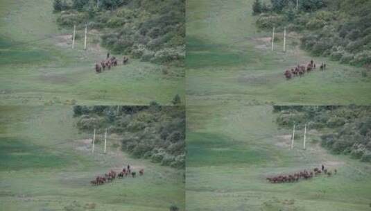 香格里拉拉萨川西草原牧场农场放牧高清在线视频素材下载