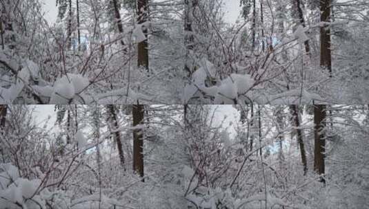 冬季的树林里雪景高清在线视频素材下载