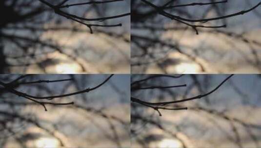 水滴冻结在树枝上。冰冷的冬天 (3)高清在线视频素材下载