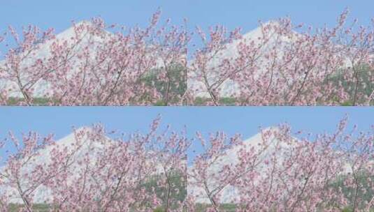 樱花背后的雪山高清在线视频素材下载