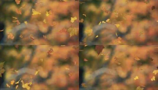 飘落的树叶高清在线视频素材下载