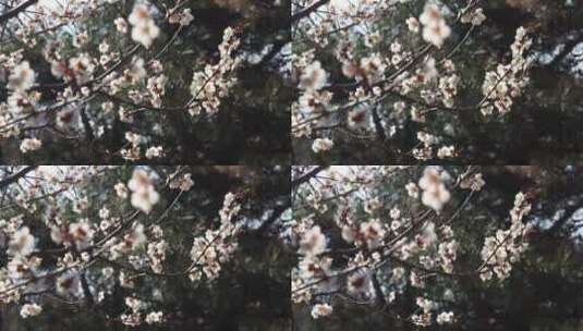 韩国的梅花风景高清在线视频素材下载